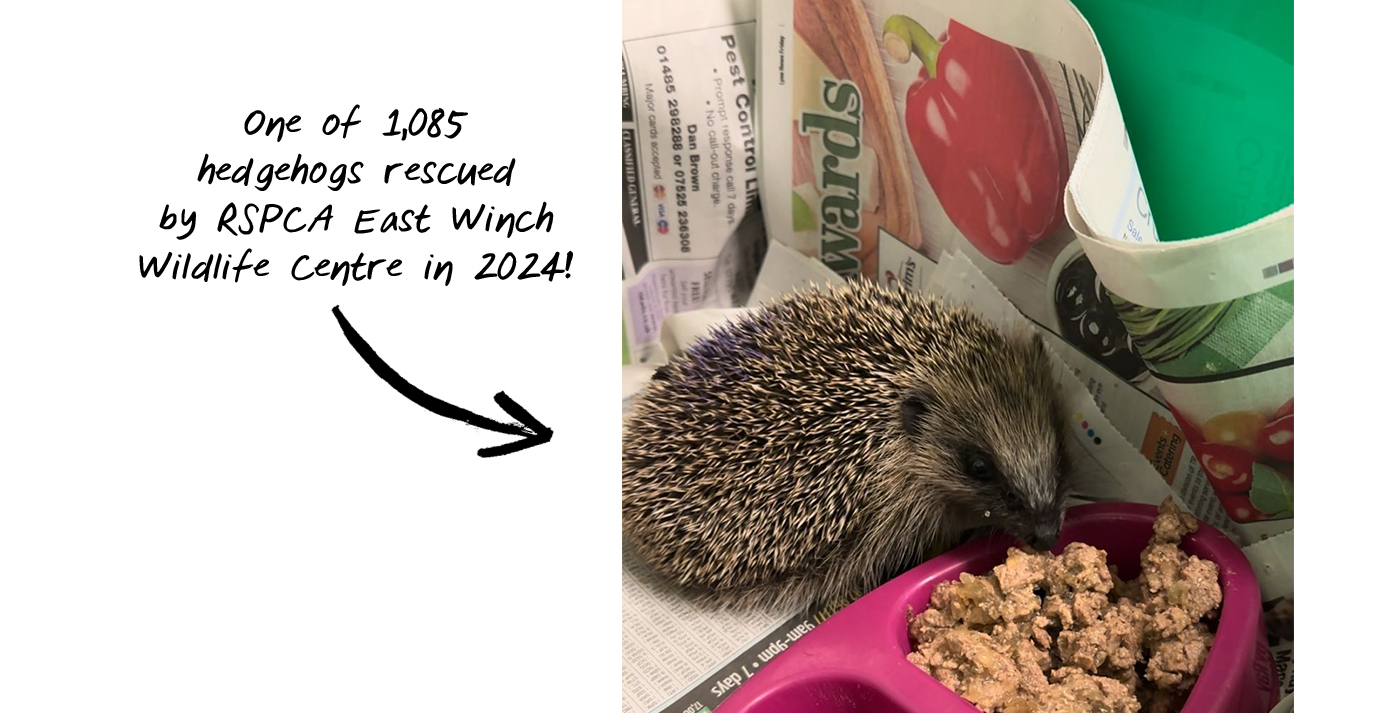 hedgehogs!